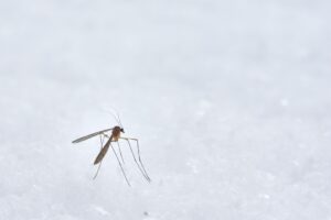 Recrudescence des cas de dengue provoqués par le moustique tigre : appel à la vigilance et recommandations des autorités sanitaires