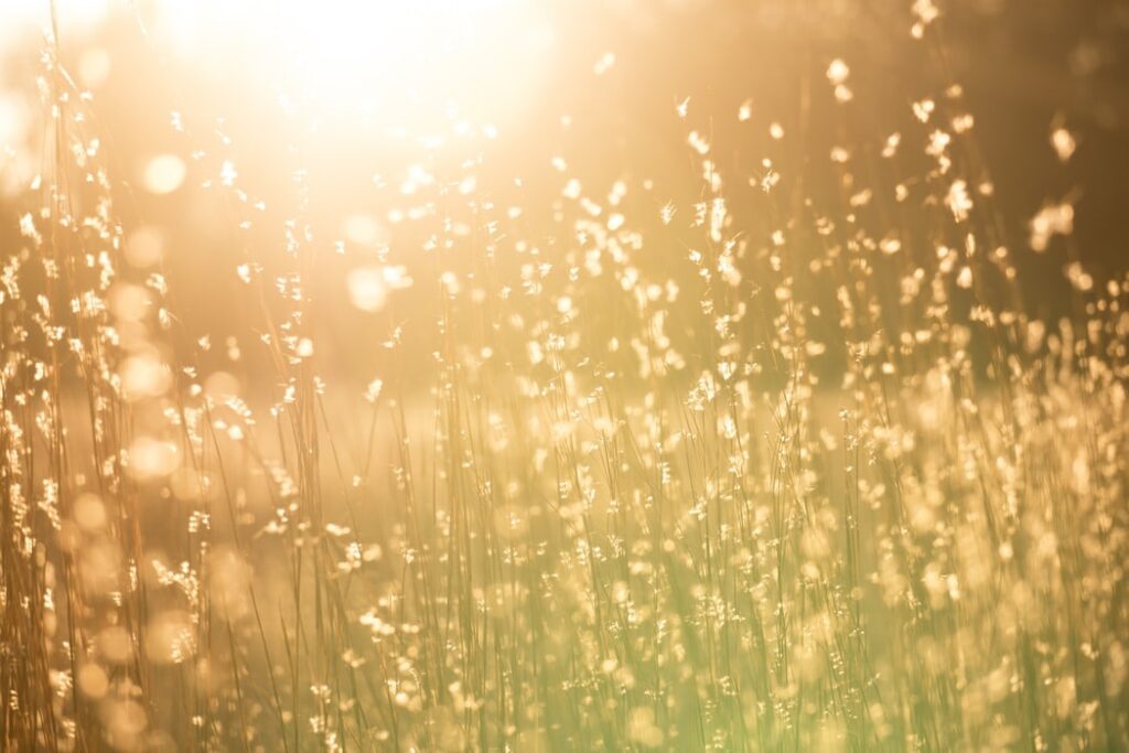 Communication DJEPVA du 17 juin 2022 : les consignes face à la canicule précoce