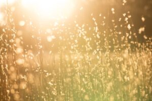 Communication DJEPVA du 17 juin 2022 : les consignes face à la canicule précoce